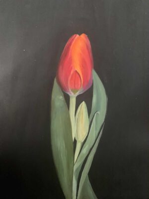 Tulip
